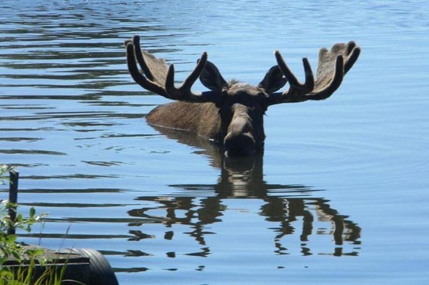 Anchorage to Seward Cruise Transfer and Private Tour 2