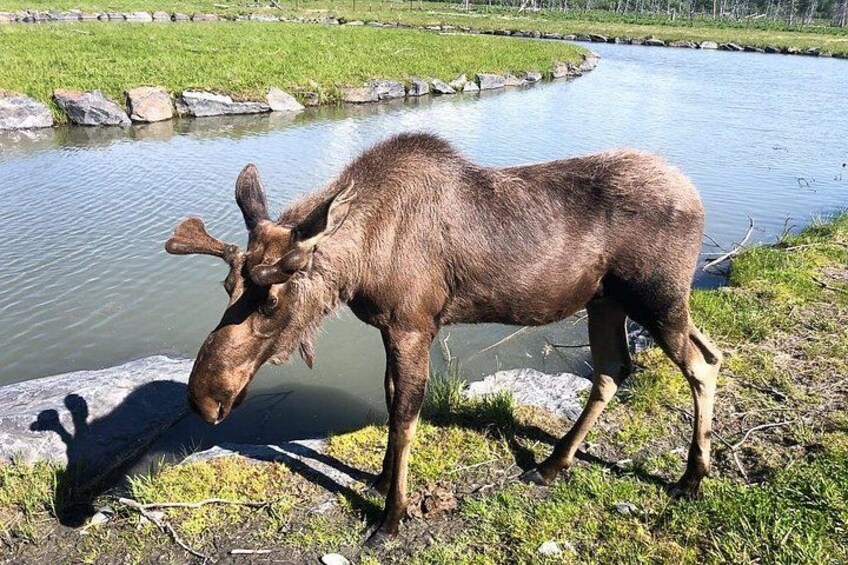 A moose near a body of water with a grassy area and rocks in the background. 2