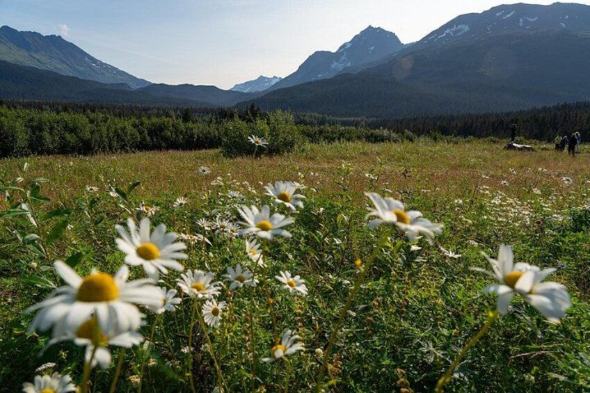 A field of daisies with mountains in the background. 5