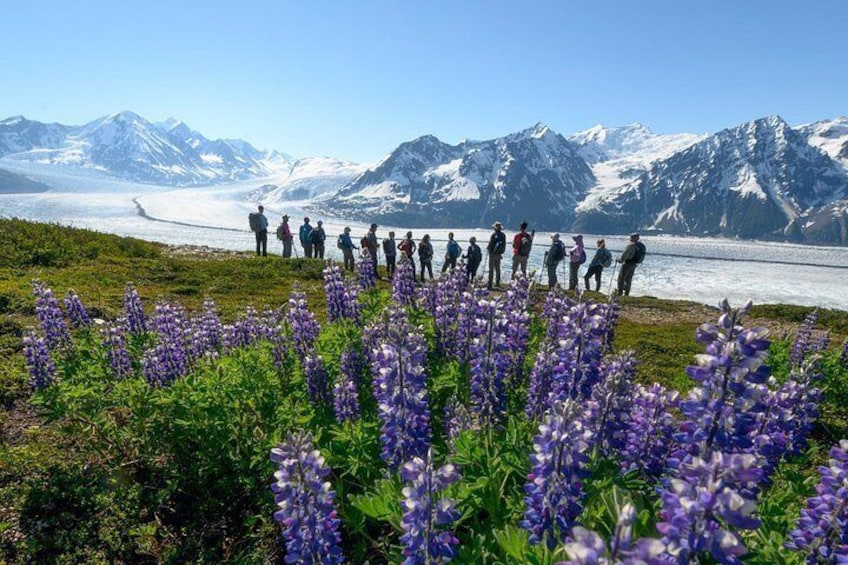 Eine Gruppe von Menschen steht in einem Feld voller violetter Blumen, mit einem Gletscher und schneebedeckten Bergen im Hintergrund. 1