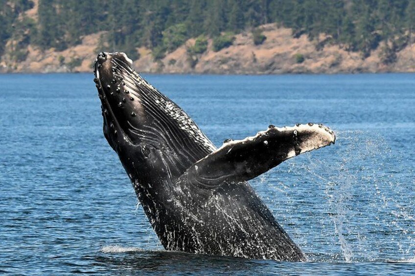 The Humpback whale comeback is spectacular and over 400 have photo identified in the Salish Sea 2