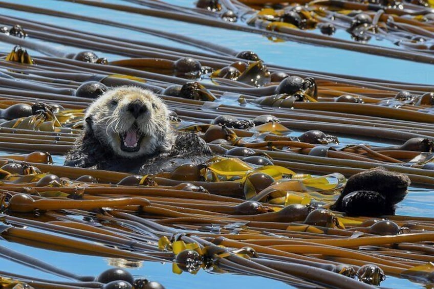Ollie the local Sea Otter is a special kinda fella. 2