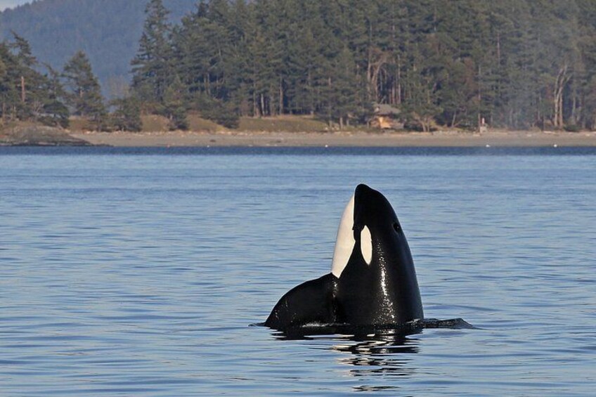 Spyhopping Orca whale 2