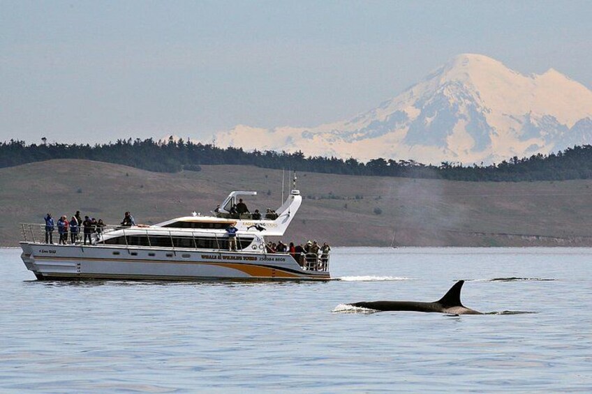 Open and semi-covered whale watching vessels are available 1