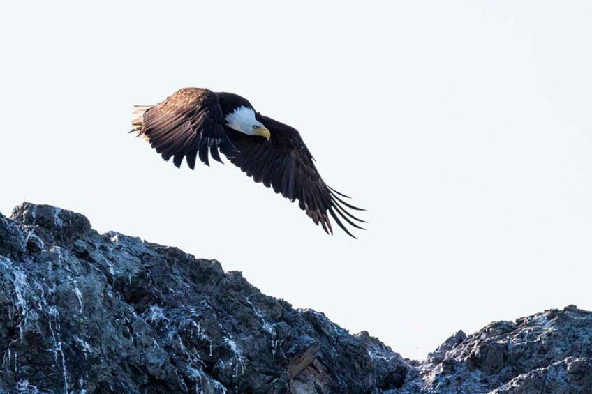 Un águila calva volando sobre terreno rocoso. 2