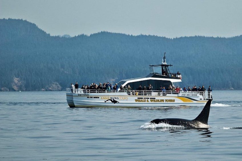 Wild 4 Whales semi-covered catamaran, many extras 2