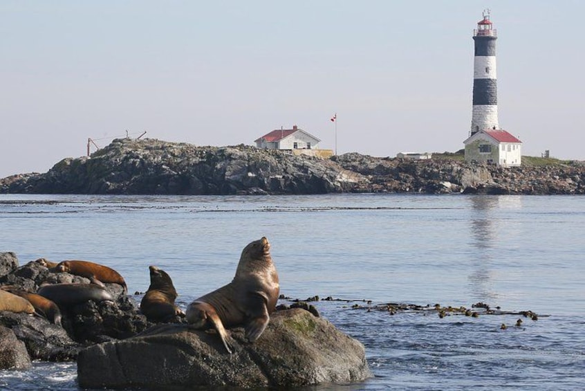 Marine protected areas like Race Rocks are shared with customers on a marine wildlife tour...and so much more. 3