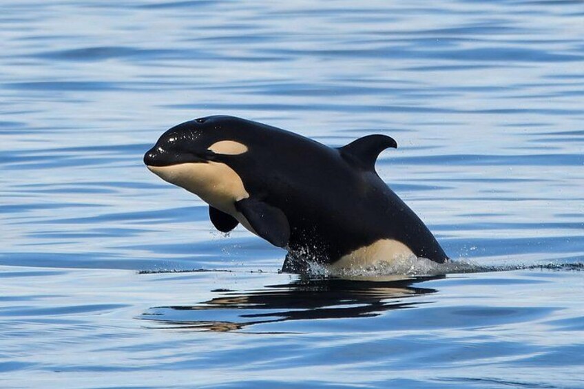 baby Orca whale 3