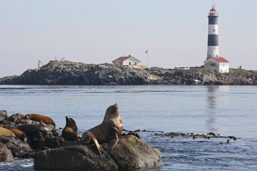 Marine protected areas like Race Rocks are shared with customers on a marine wildlife tour...and so much more. 2