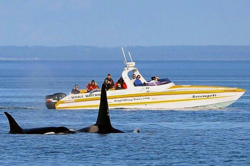 Best open whale tour boat option in Victoria 3