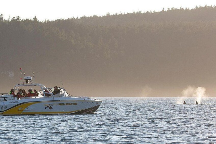 Open boat Goldwing watches whales and wildlife 5