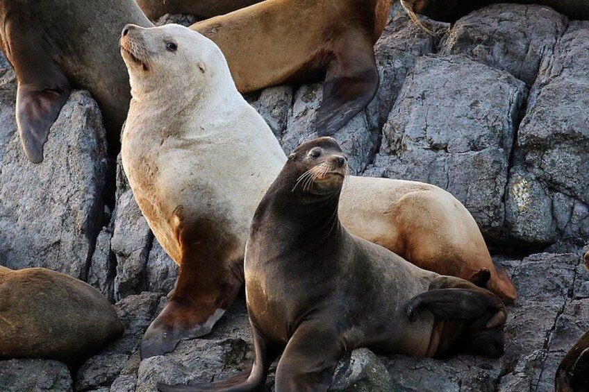 Steller and California Sea Lions migrate into the area 3