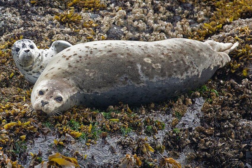 Pacific Harbour Seals are plentiful in the Salish Sea 4