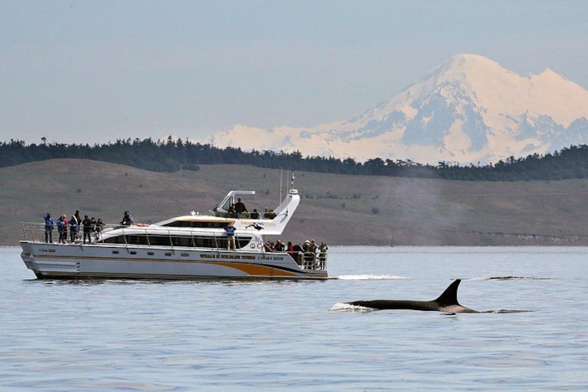Open and semi-covered whale watching vessels are available 1