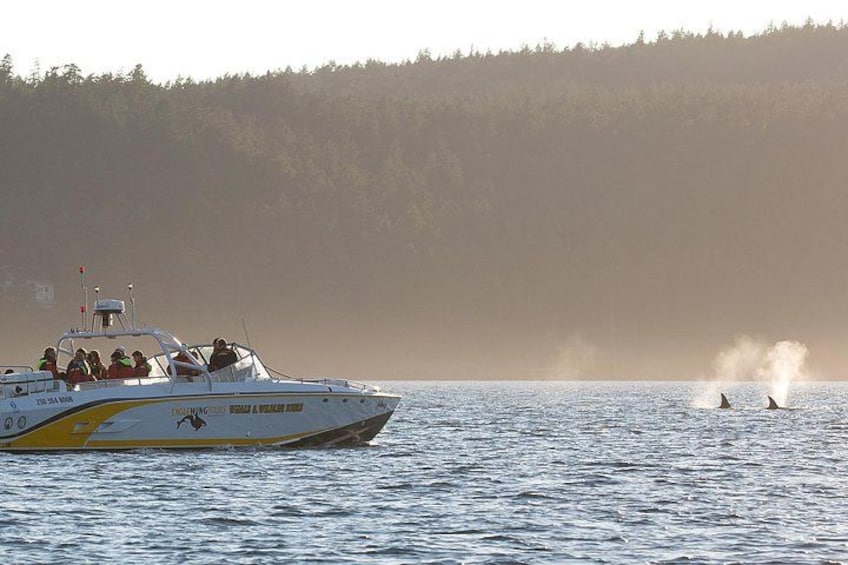 Open boat Goldwing watches whales and wildlife 3