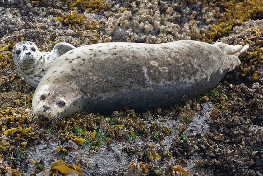 Pacific Harbour Seals are plentiful in the Salish Sea 2