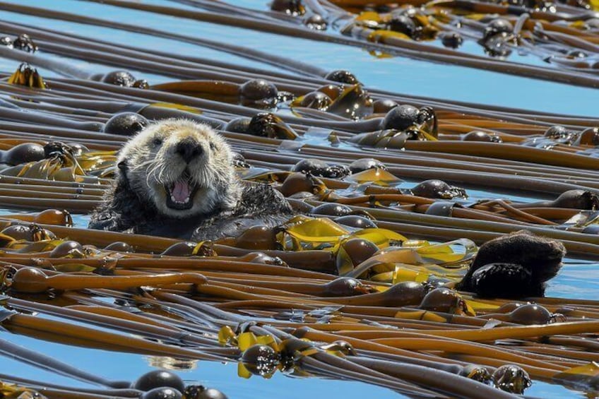 A sea otter floating on kelp with its mouth open, surrounded by kelp and water. 2