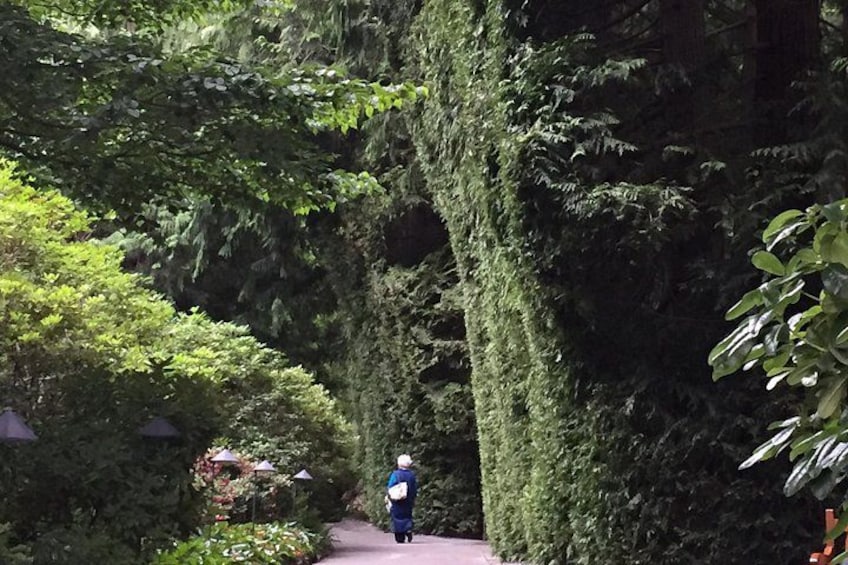 A person walking on a path surrounded by lush greenery and tall trees. 5