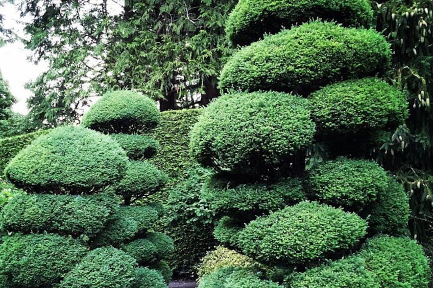 A collection of neatly trimmed topiary trees in a garden. 2