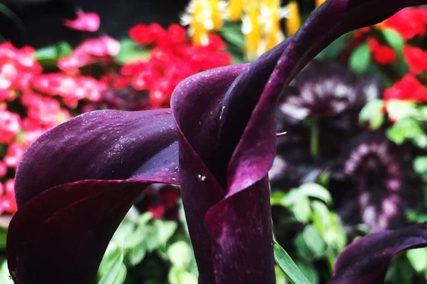 COMBO Victoria City Tour & Butchart Gardens & Entry Tix 4