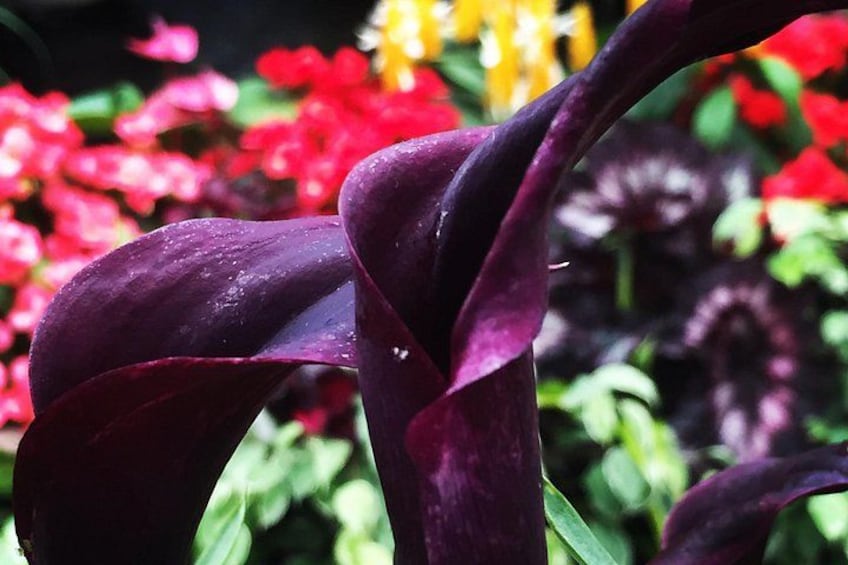 COMBO Victoria City Tour & Butchart Gardens & Entry Tix 4