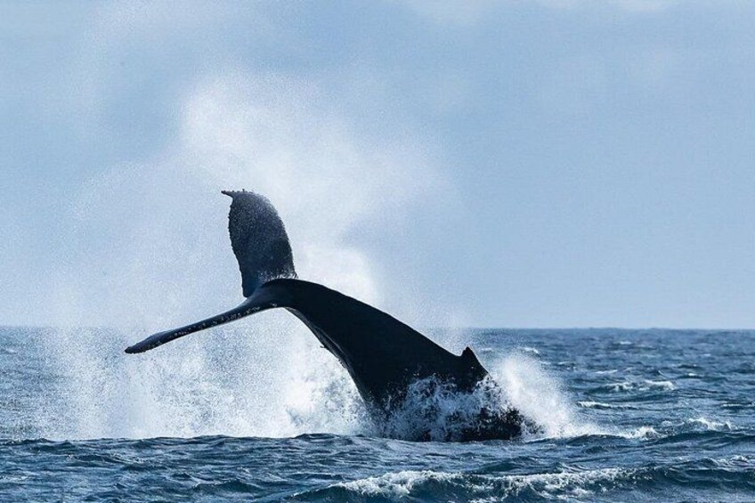 Summer Whale Watching Tour in a Zodiac Boat in Victoria 2