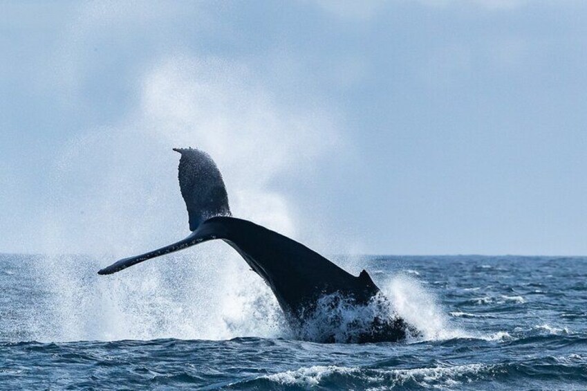 A whale breaching with its tail flukes visible above the water. 2