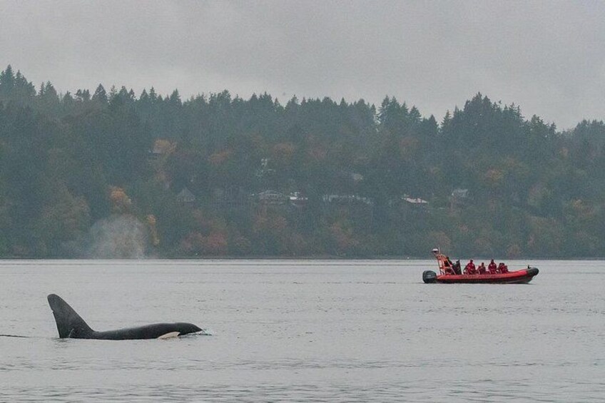 A boat with people on a lake with a whale in the water. 4