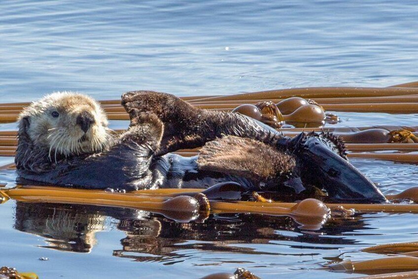 Deux loutres se reposent sur un quai en bois, au bord de l’eau. 3