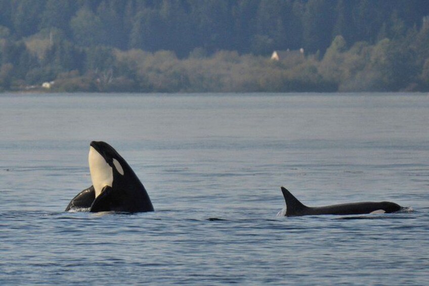 Summer Victoria Whale Watching Tour on a Covered Vessel 3