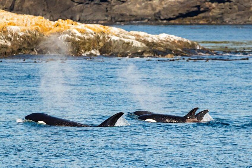 Deux orques nageant dans une étendue d’eau, avec une côte rocheuse en arrière-plan. 2