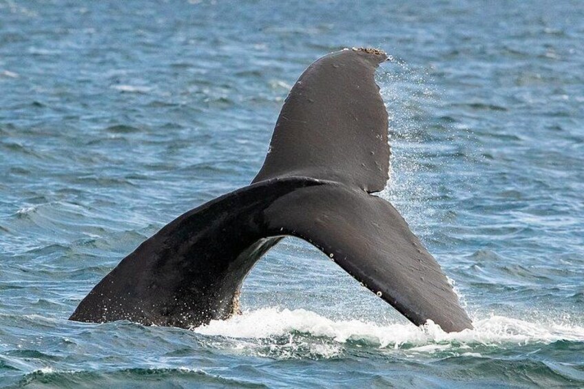 Summer Victoria Whale Watching Tour on a Covered Vessel 2