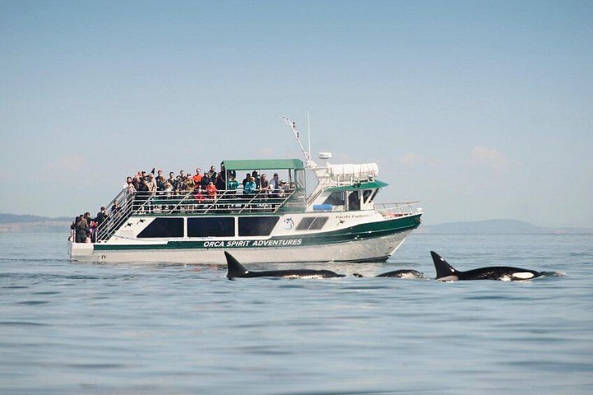 Covered Vessel with orcas 1
