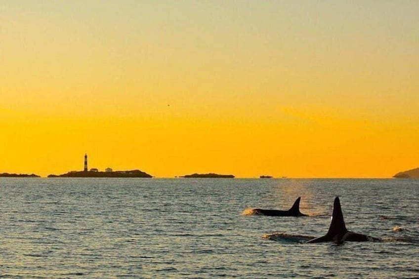 Sunset whale watching 4