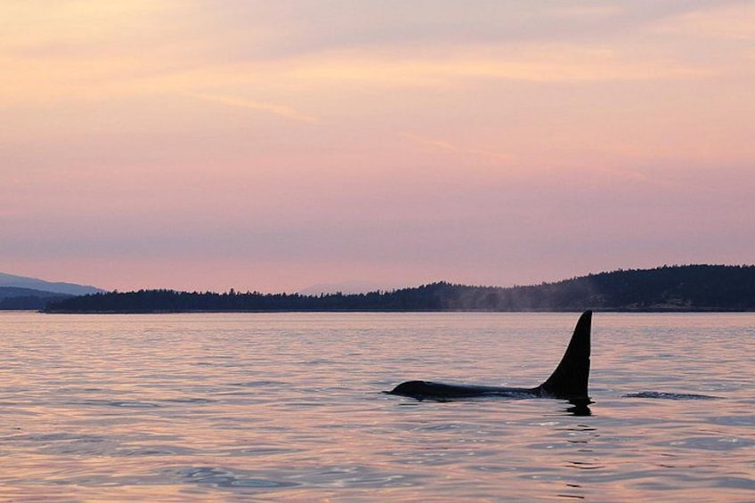 A whale swimming in calm water with a forested shoreline in the background. 3