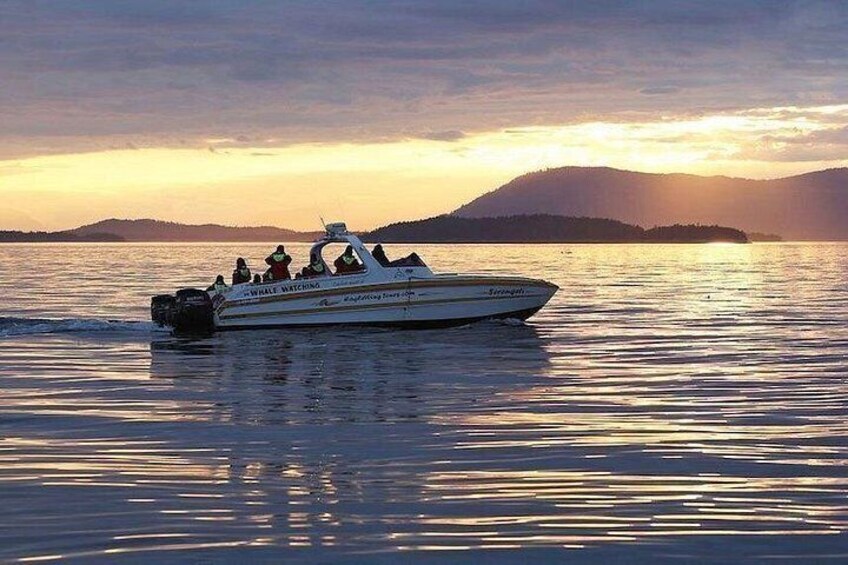 Whale Watching at Sunset #1 in Victoria 5