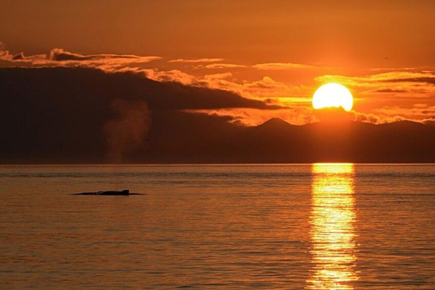 Humpback whale at sunset on the Salish Sea 2