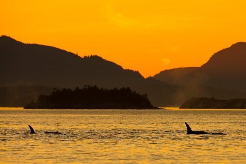 Orca whales at sunset in the Salish Sea 3