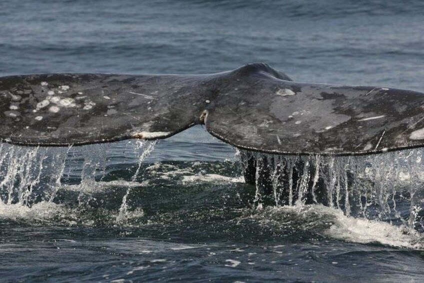 A whale's tail breaching the water. 2