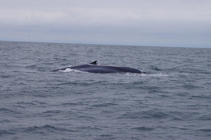 Fin Whale Sighting 2