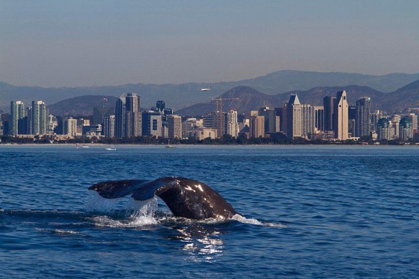 Next Level Sailing spots gray whale with San Diego in the background 4