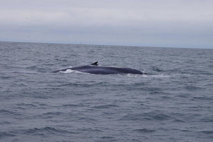 Fin Whale Sighting 5