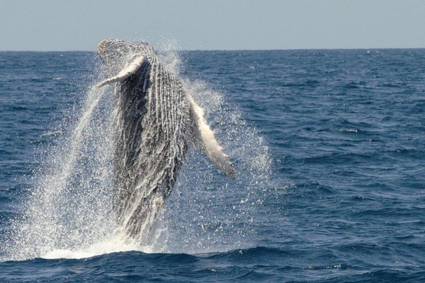Breaching Humpback! 1