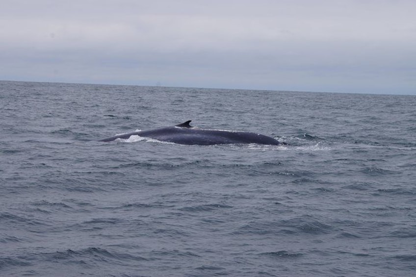 Fin Whale Sighting 2