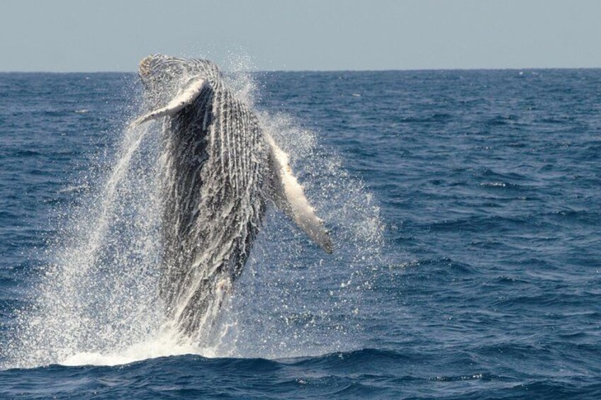 A humpback whale breaching the ocean surface. 1