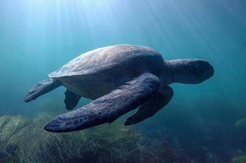 Terrence the Turtle 2