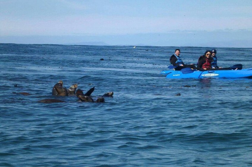 Lots of seals 2