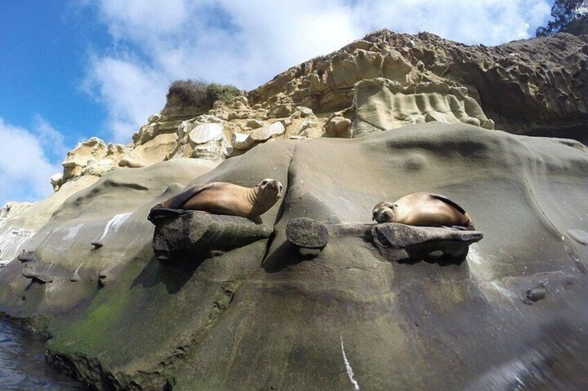 Seals sunbathing 2