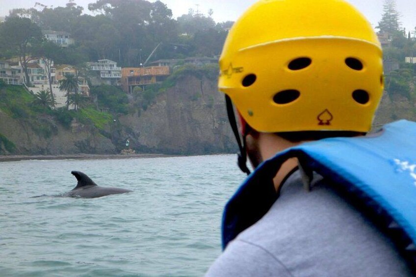Dolphin Sightings 2