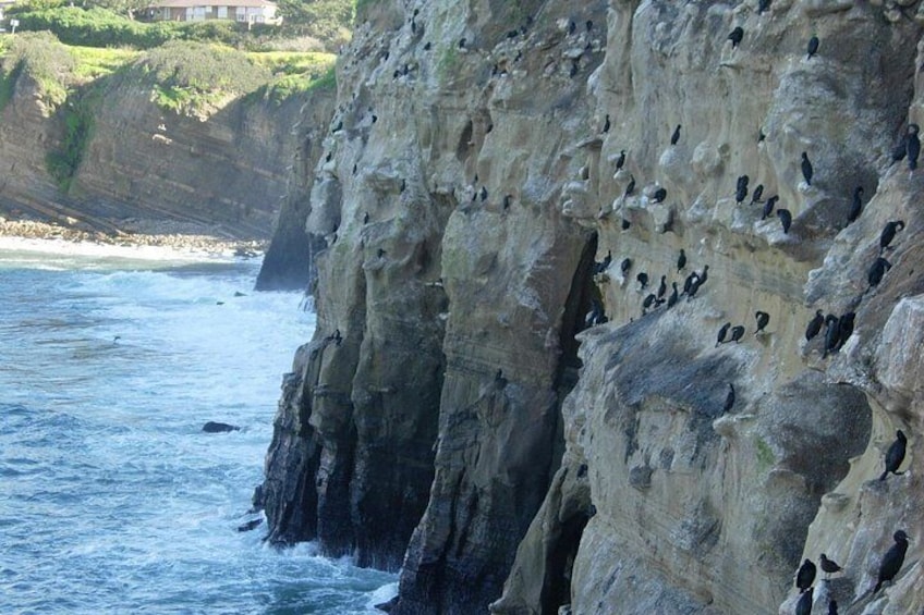 La Jolla Sea Cavees 2